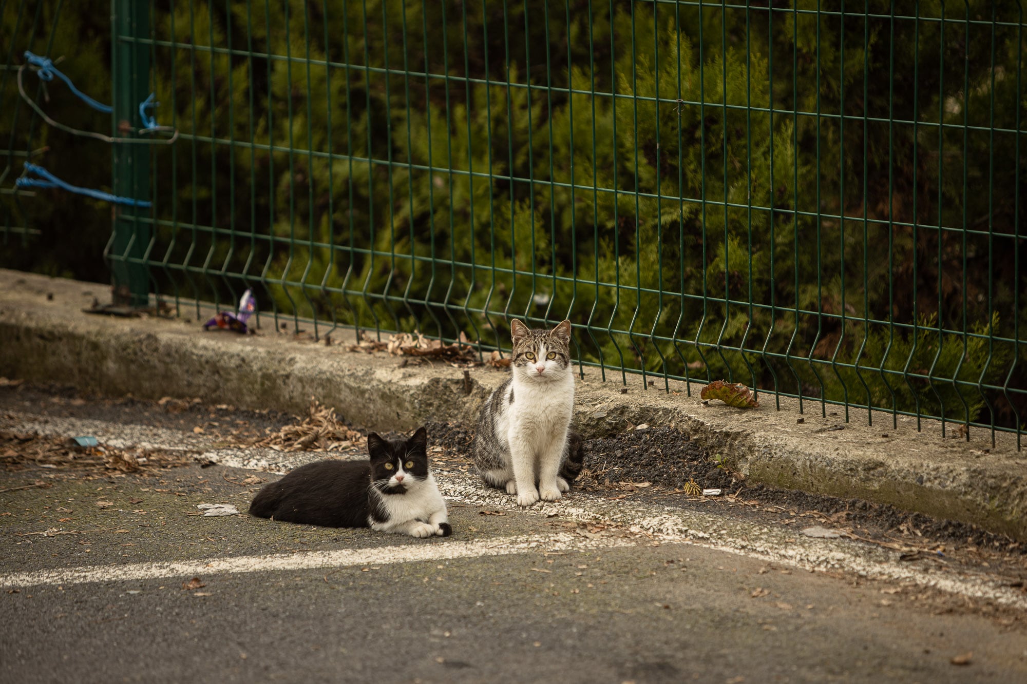 Cats on the European side of Istanbul