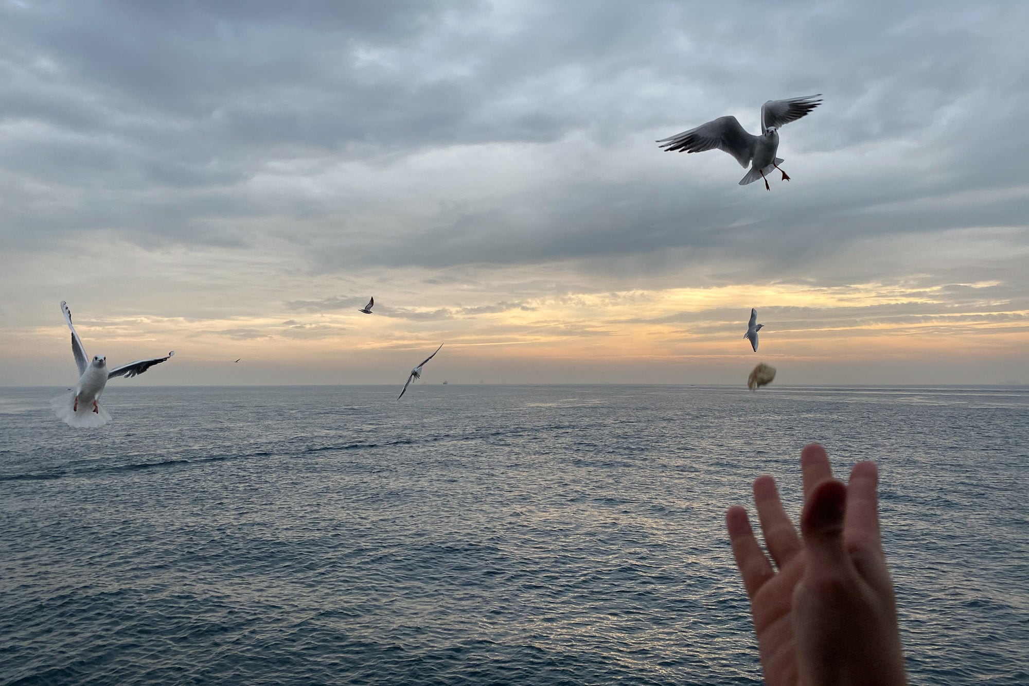 seagulls near Bosphorus ferry