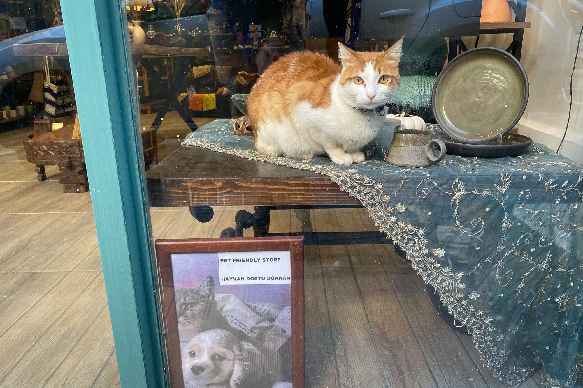 pet friendly store