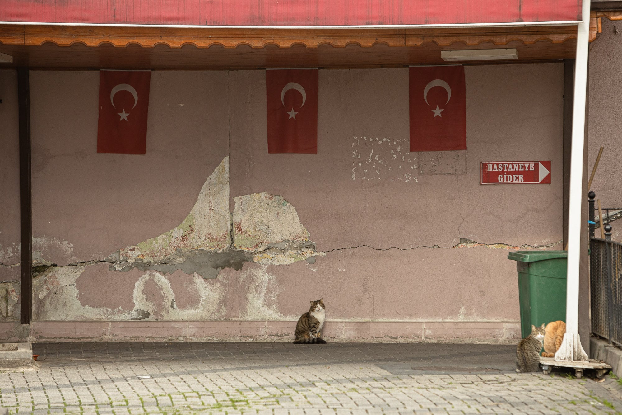 Turkish flags and cats