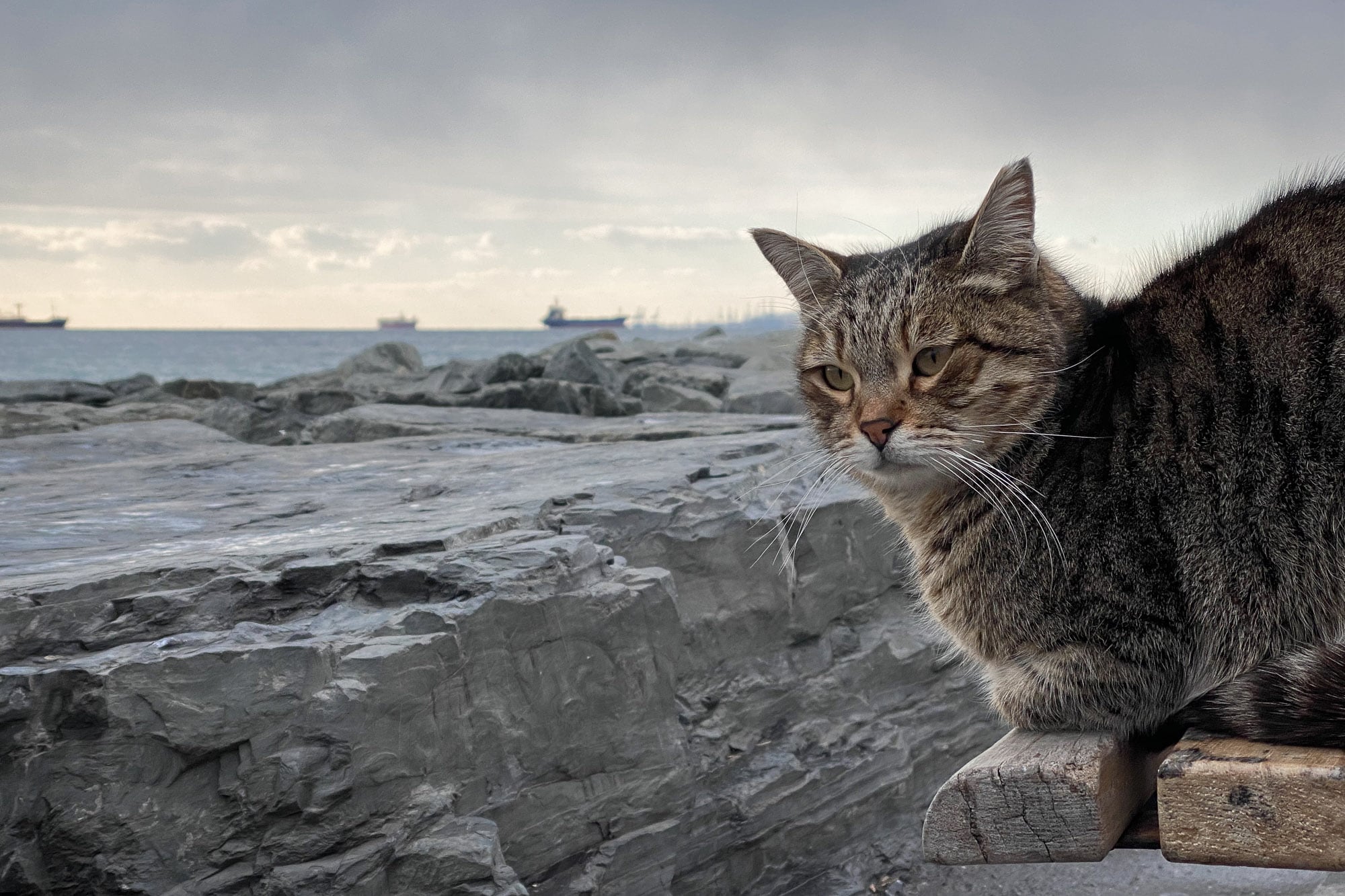 Cat watching over the Sea of Marmara