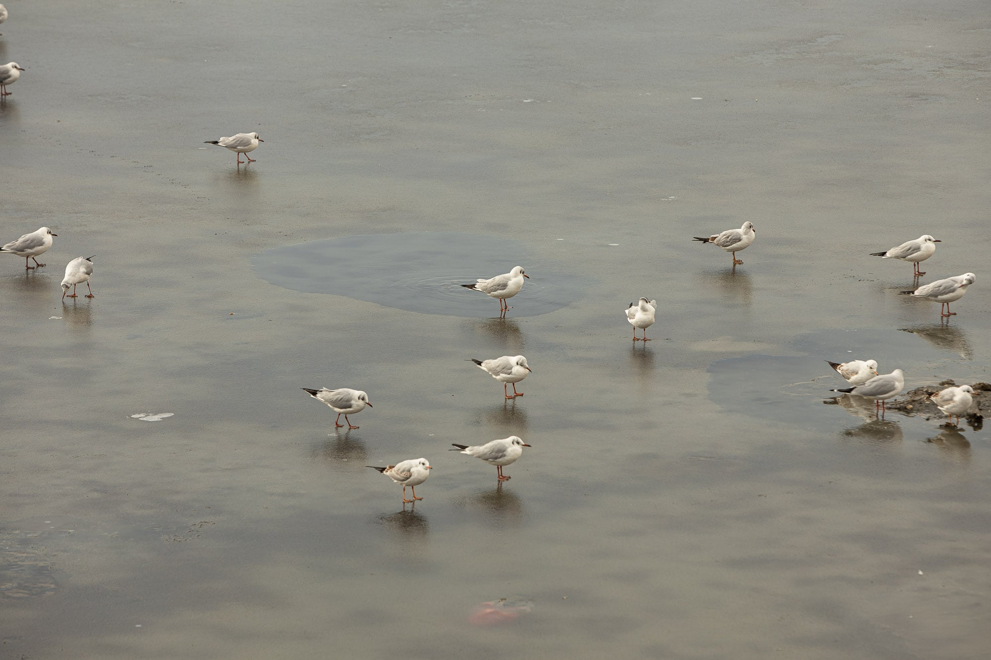 seagulls on a frozen lake