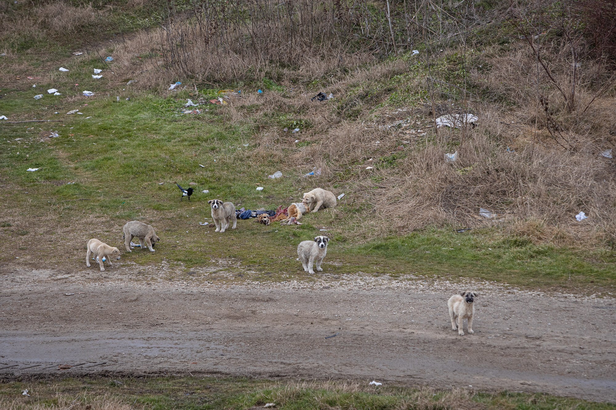 puppies feeding on dog carcass in Edirne