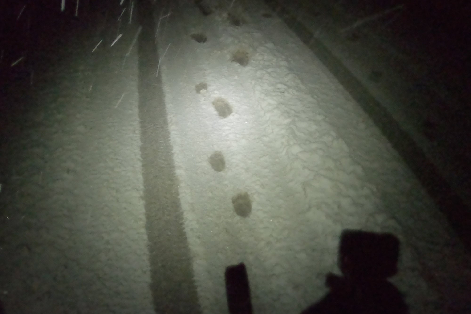 are these bear tracks?