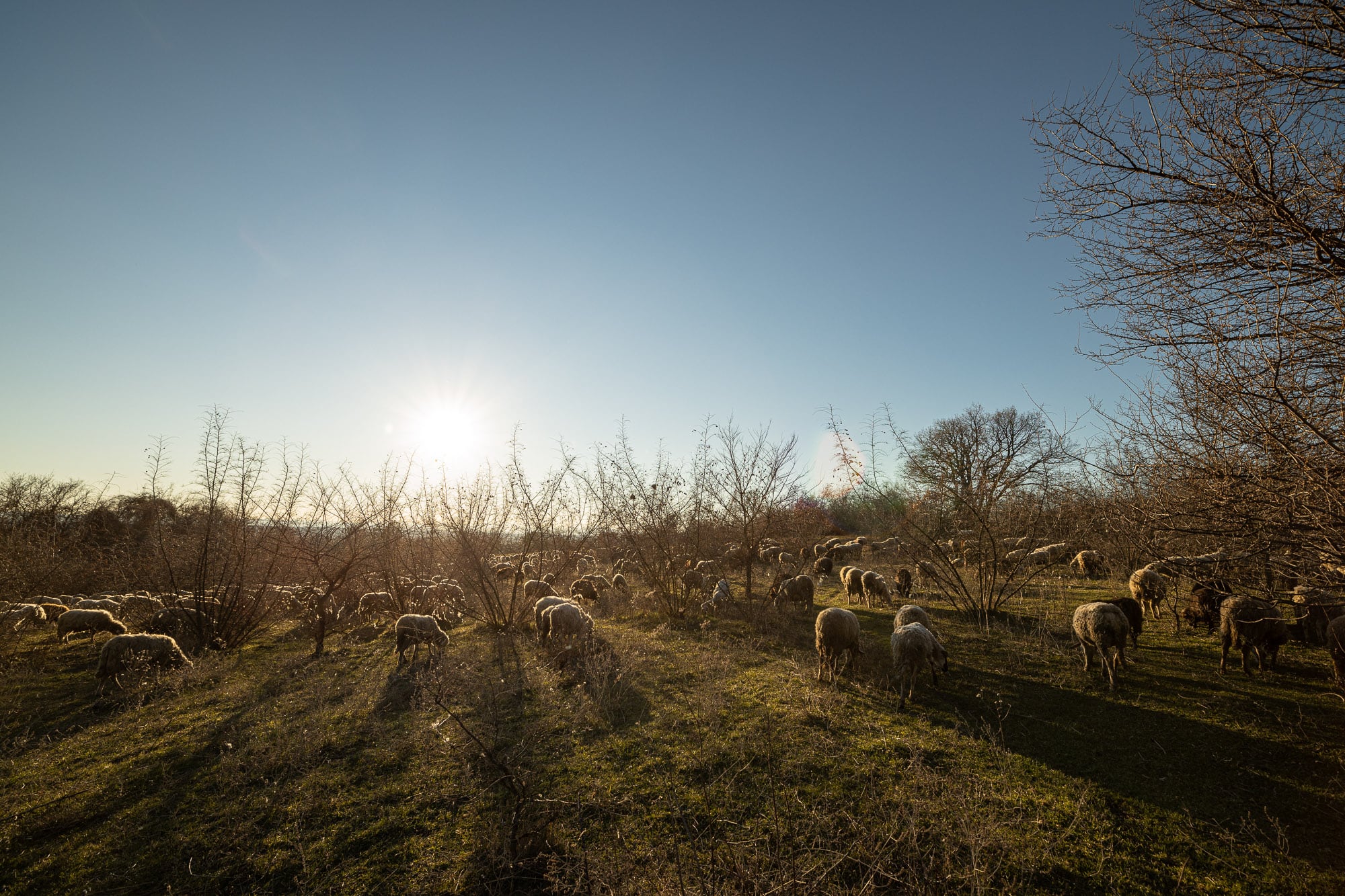 flock of sheep near Aleksandrovo