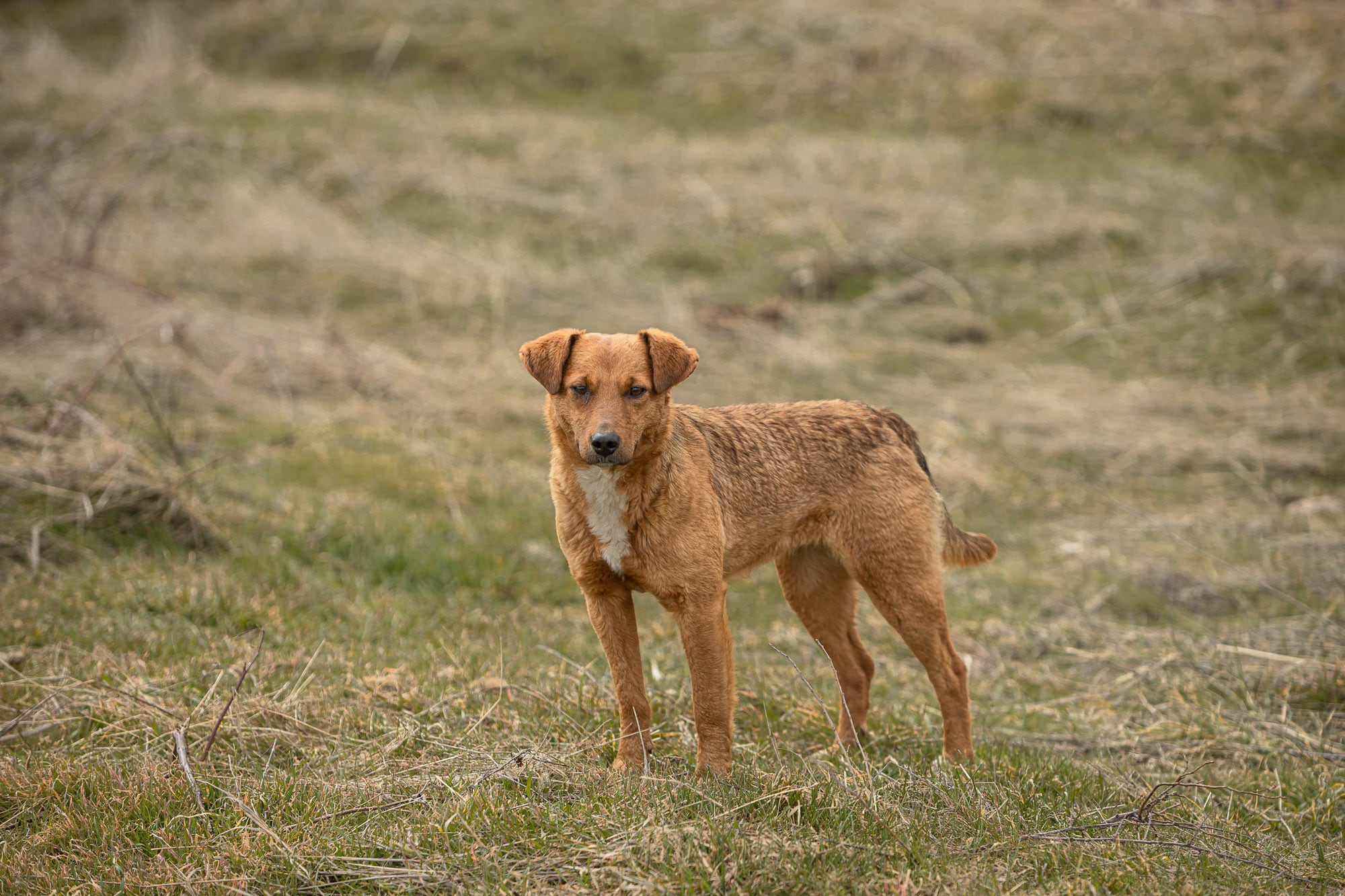 shepherd dog near Voden in Bulgaria