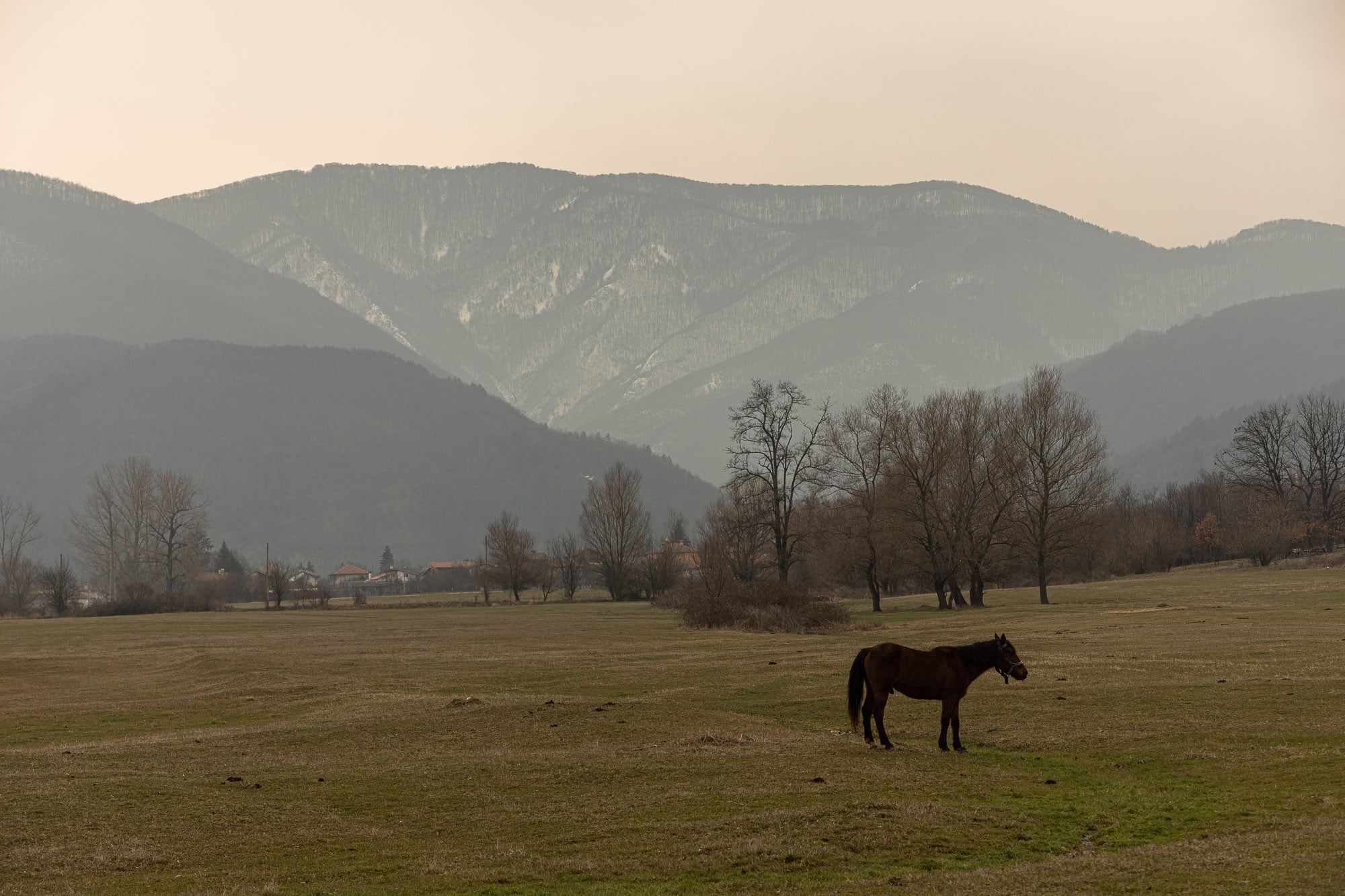 lone horse near Asenovgrad