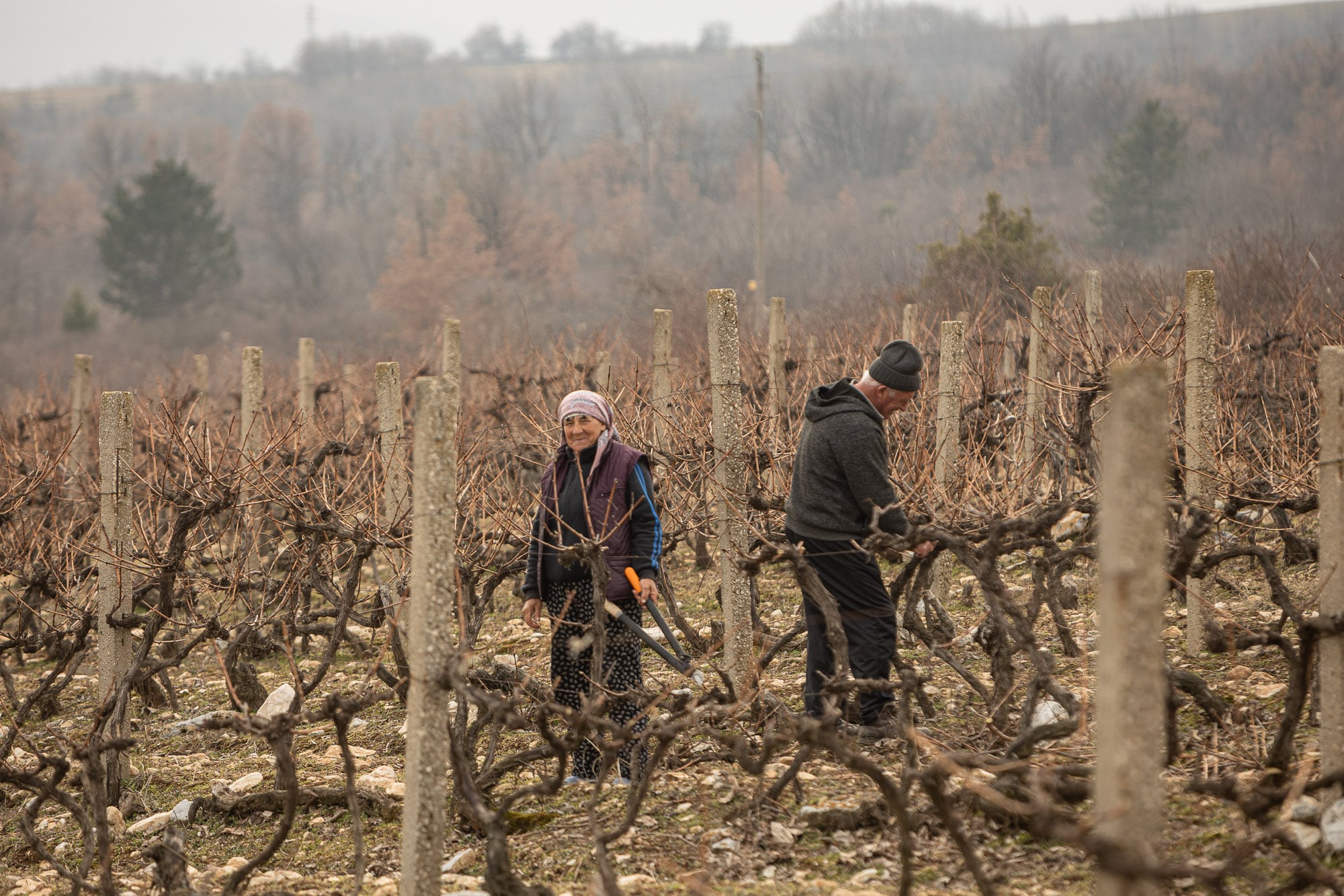 Vineyard near Asenovgrad