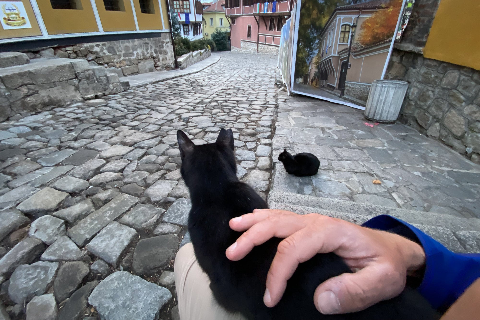 cat in old Plovdiv