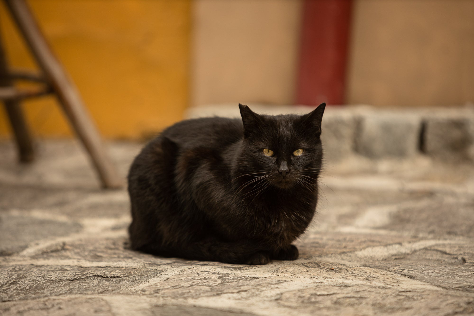 cat in Plovdiv old town