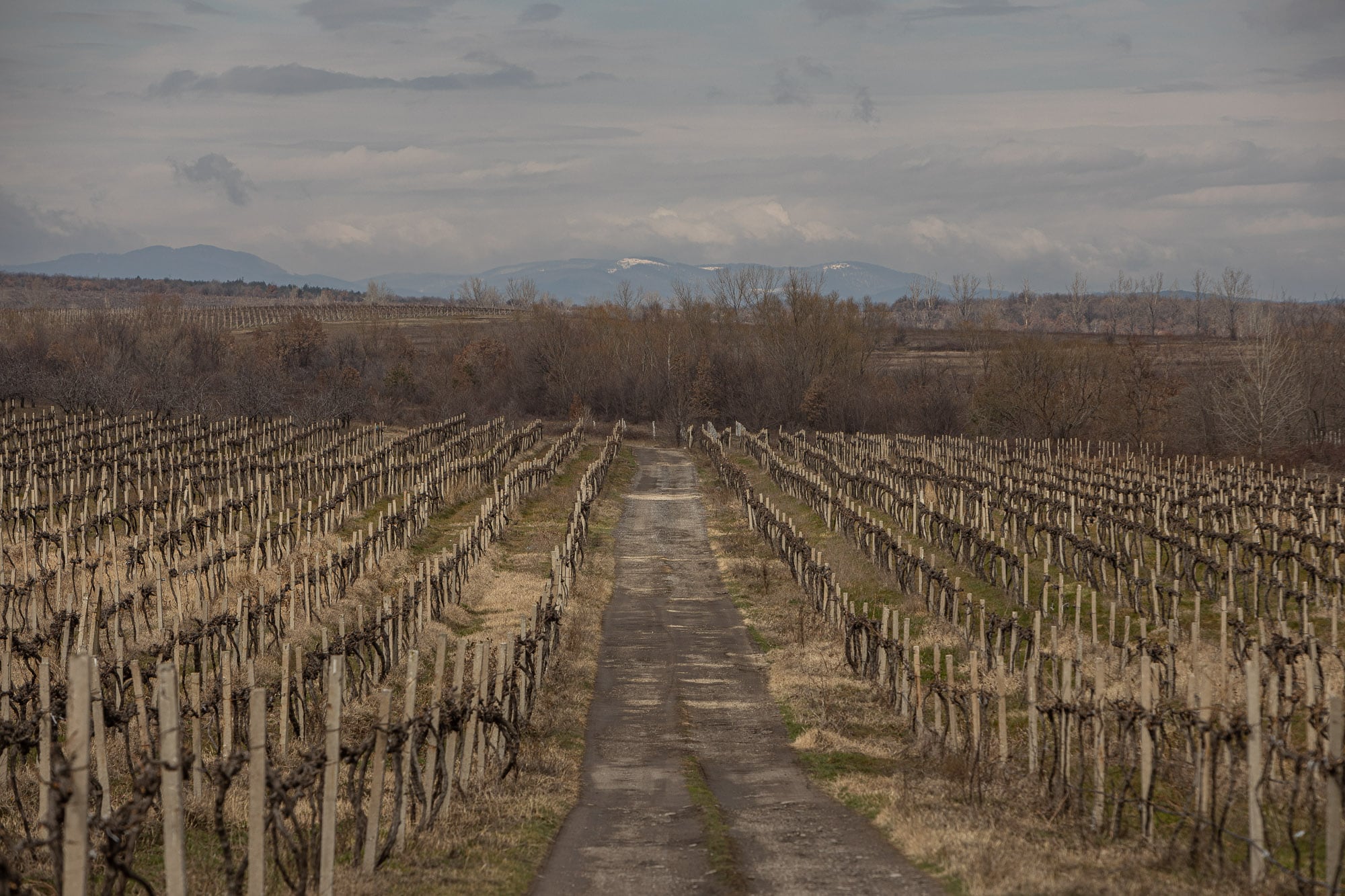 The vineyard of the Slavovitsa Winery