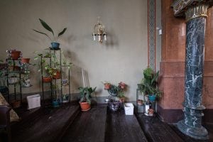 plants in the Sofia Synagogue