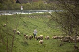 shepherd near Klisura