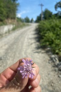 a flower I picked