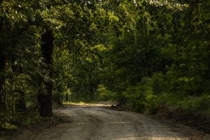 forest road near Gureni