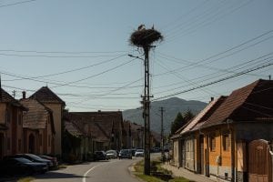 stork nest near Sibiu