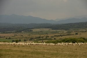 sheep in front of the Carpathian mountains
