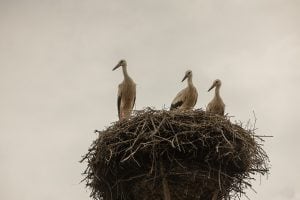 stork nest