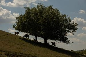 cows and a tree