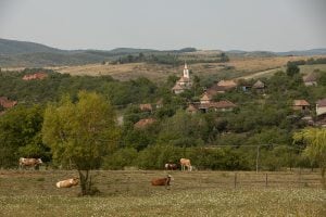 cows and the village