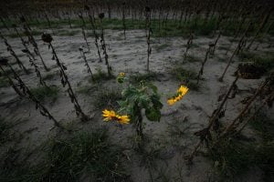 the sunflowers that refused to die