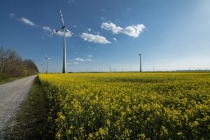 rapeseed and wind turbines