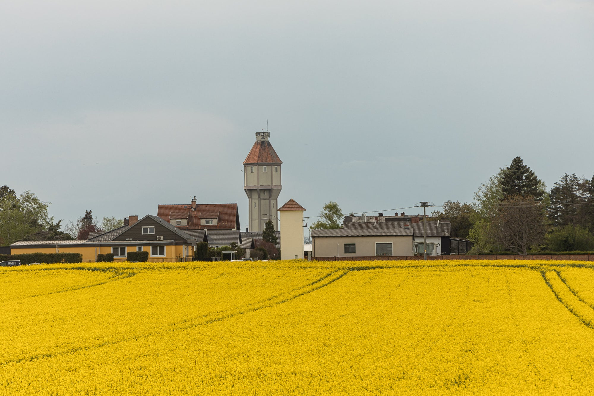 the rapeseed in bloom near Fischamend