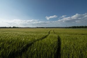 the fields near Mitterkirchen