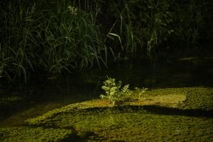 plant growing on water