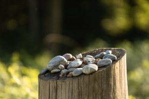 pebbles on a tree trunk