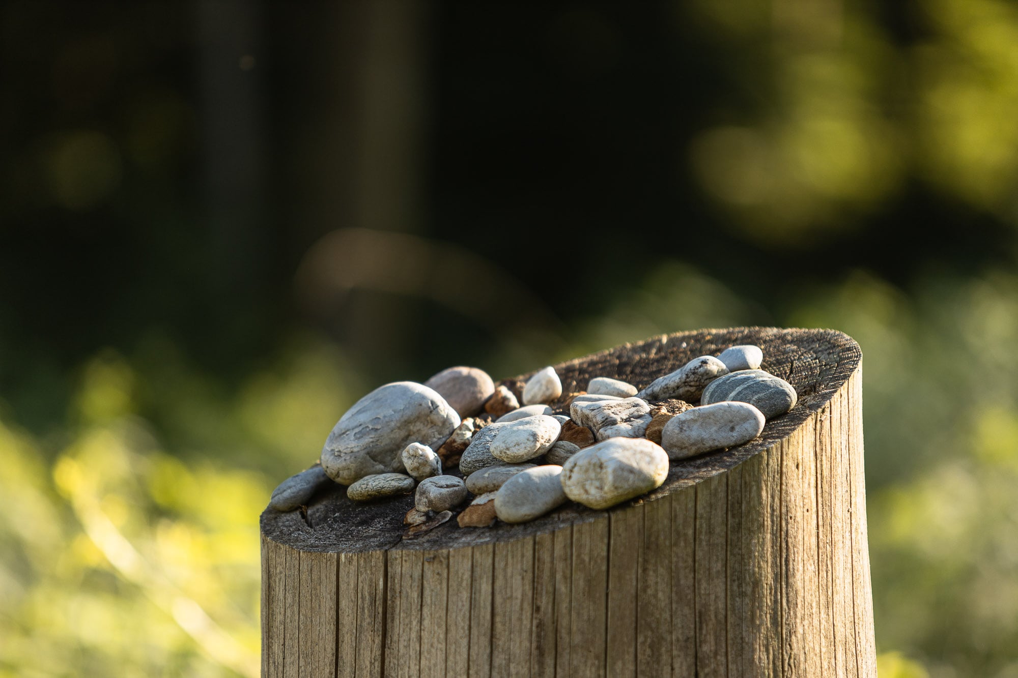 pebbles on a tree trunk