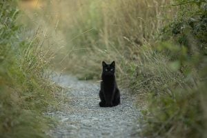 black cat near Waldkraiburg