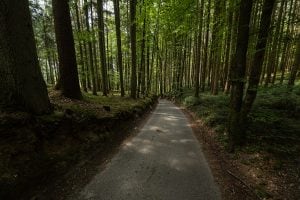 forest road near Dirnberg