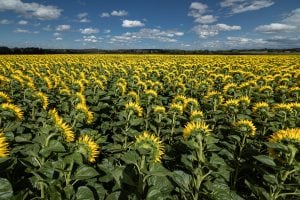 sunflowers near Ebertshausen