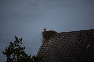 the storks on the roof of the monastery