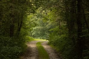 forest path near Zwiefaltendorf