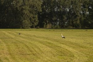 storks in the fields near Riedlingen