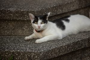 cat in Riedlingen