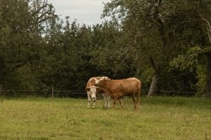 cows grooming each other