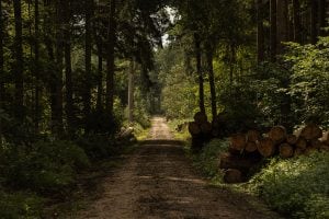 forest path to Sigmaringen