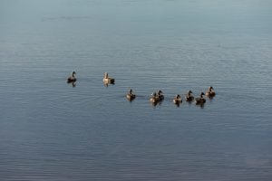 ducks in Lake Kirnberg