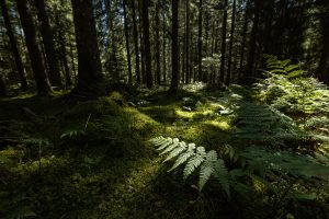 Ferns near Friedenweiler