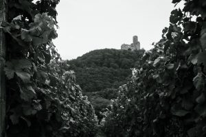 a vineyard and a castle