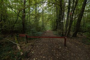 walk through a forest at the foot of the Vosges