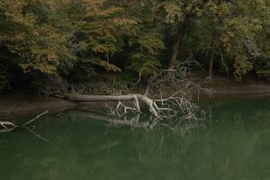 fallen tree in a lake