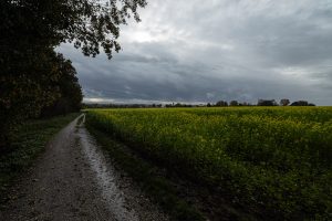a walk along the fields