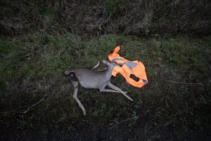 dead deer with reflective vest
