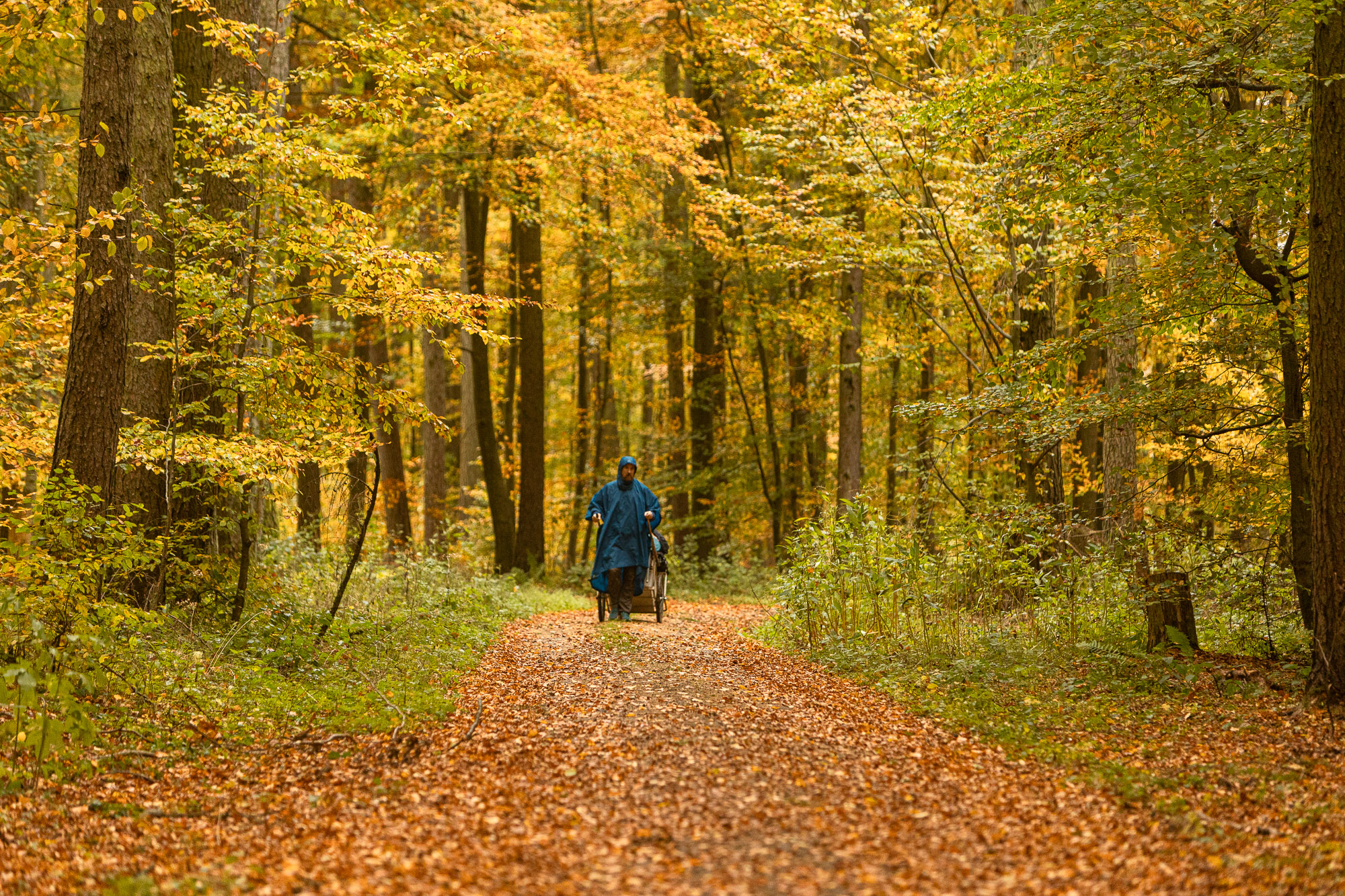 The Longest Way walking through autumn