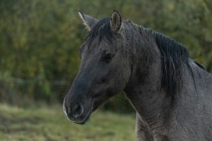 monochrome horse