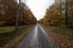 the way through the forest near Ulrichstein
